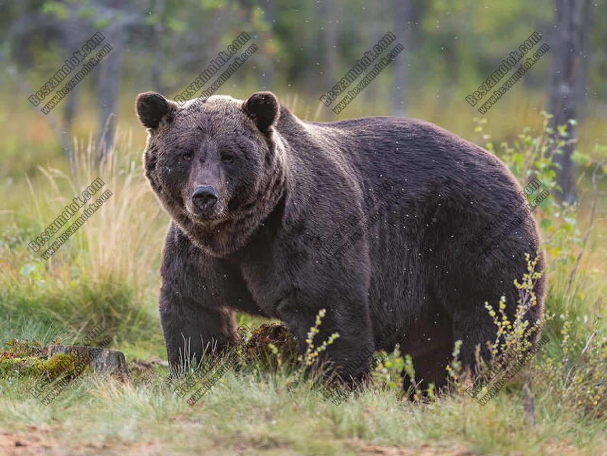 14. kép ujteszt, +36 60 111 1111, erotikus masszázs Békéscsaba