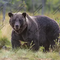 ujteszt erotikus masszázs Békéscsaba